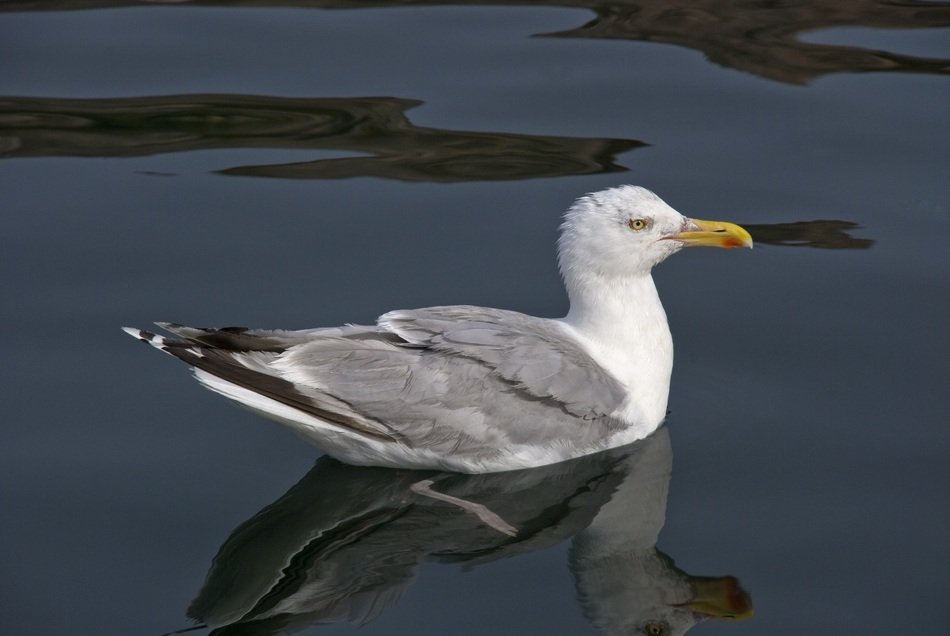 Trut Seagull