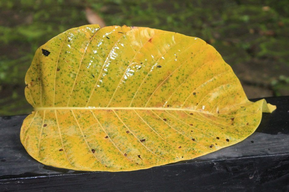 Yellow Leaf in the sun on a blurred background