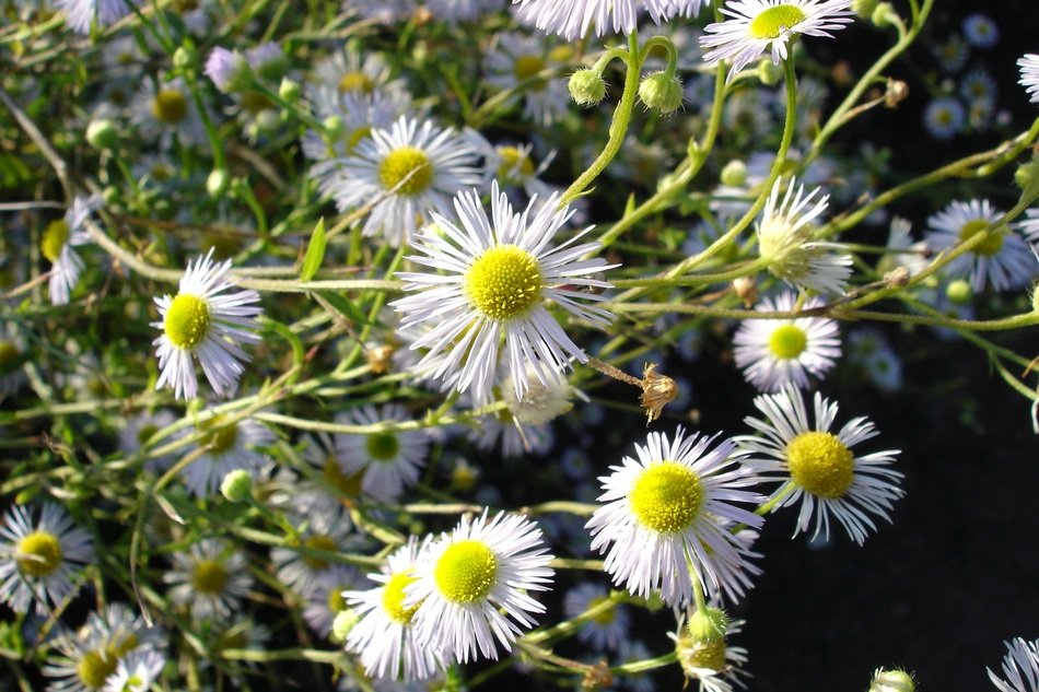 bush of wild daisies close-up