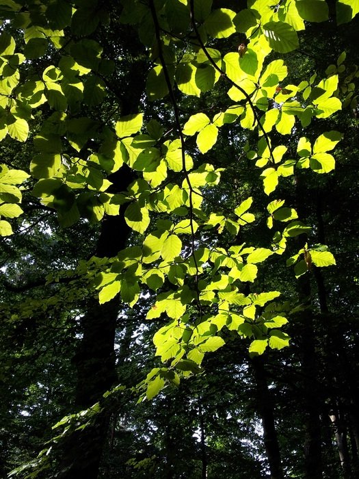 lightning of green bush leaves