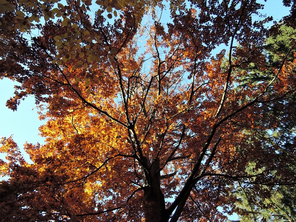 The tops of autumn trees