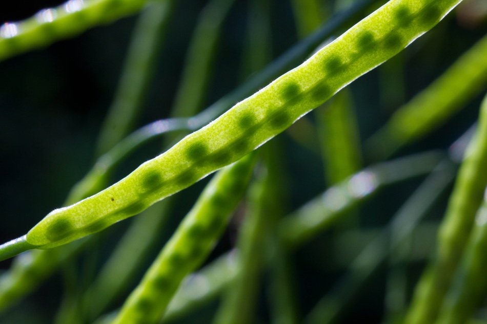 Close-up of the seeds in green pods in bright sun