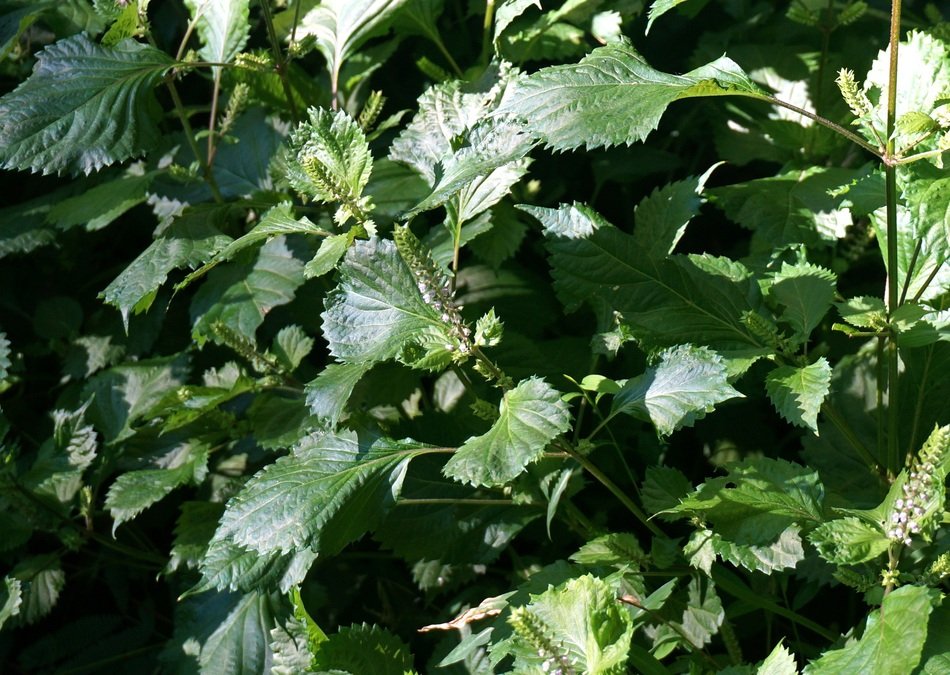 nettle in bloom