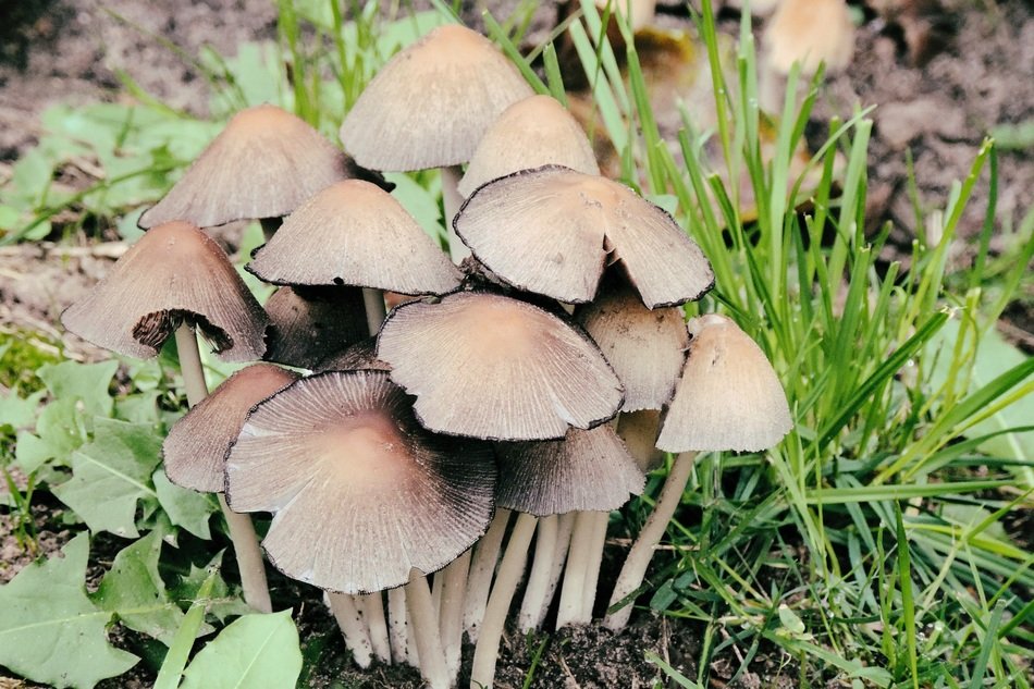group of mushrooms in the forest