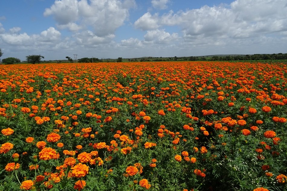 large field of orange calendula