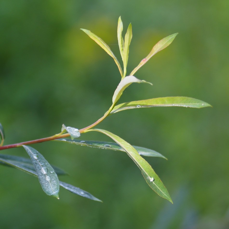 Soapbubble bokeh plant
