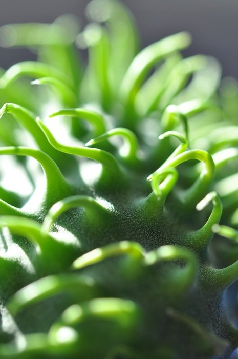 decorative cucumber in the sunlight closeup