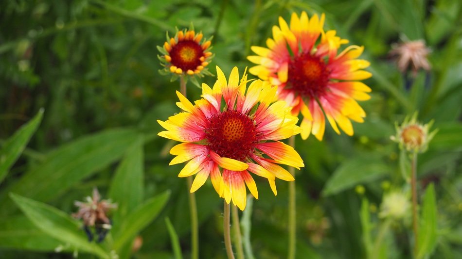 Beautiful blanketflowers blossom