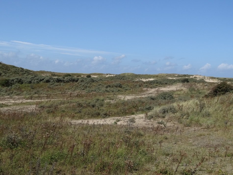 panoramic view of the dunes in the netherlands