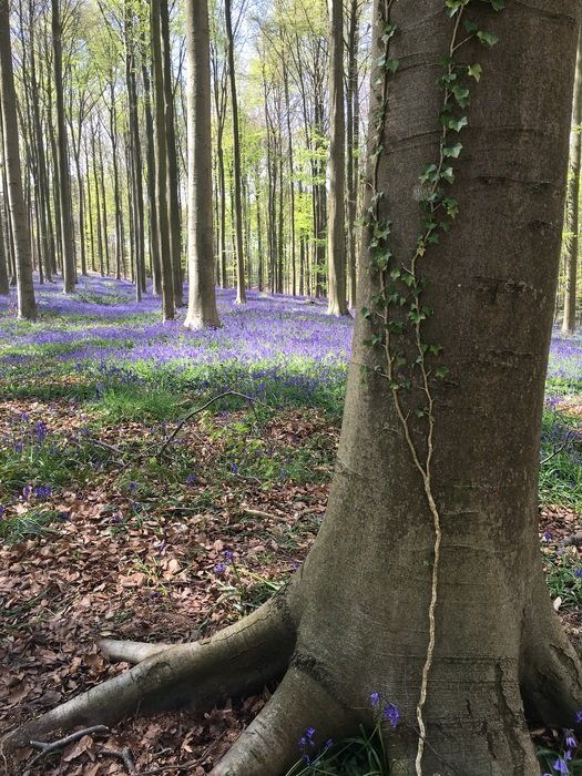 Hyacinth Forest Tree
