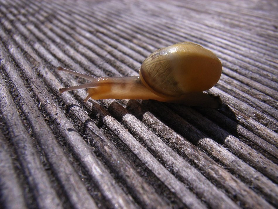 Close-up of the beautiful and colorful shail with the shell