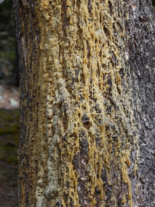 smole on a tree trunk
