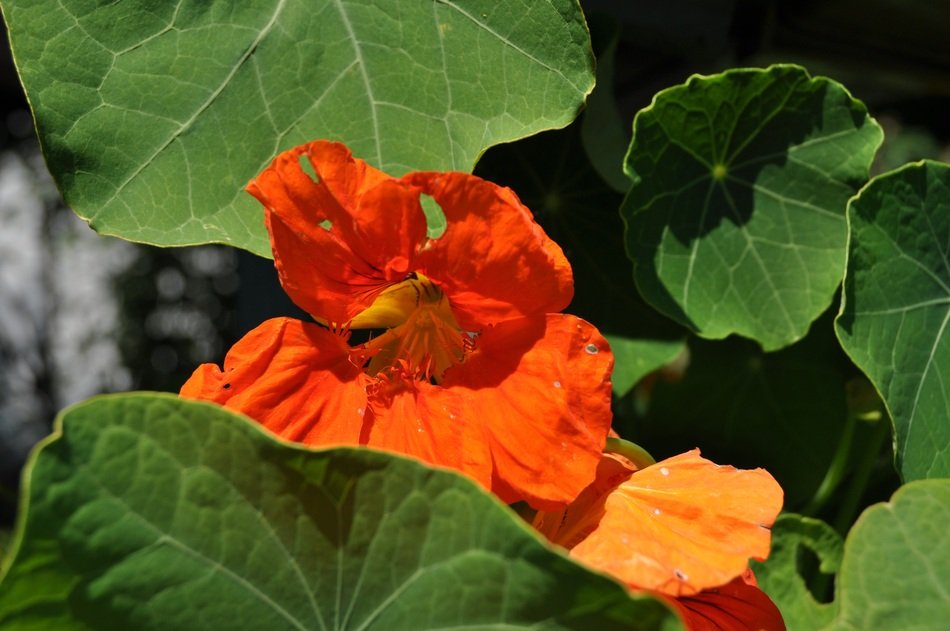 closeup picture of picturesque and pretty Orange plant and green leaves