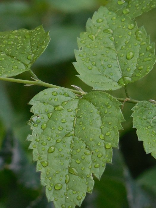 Close-up of the water drops on the leaves