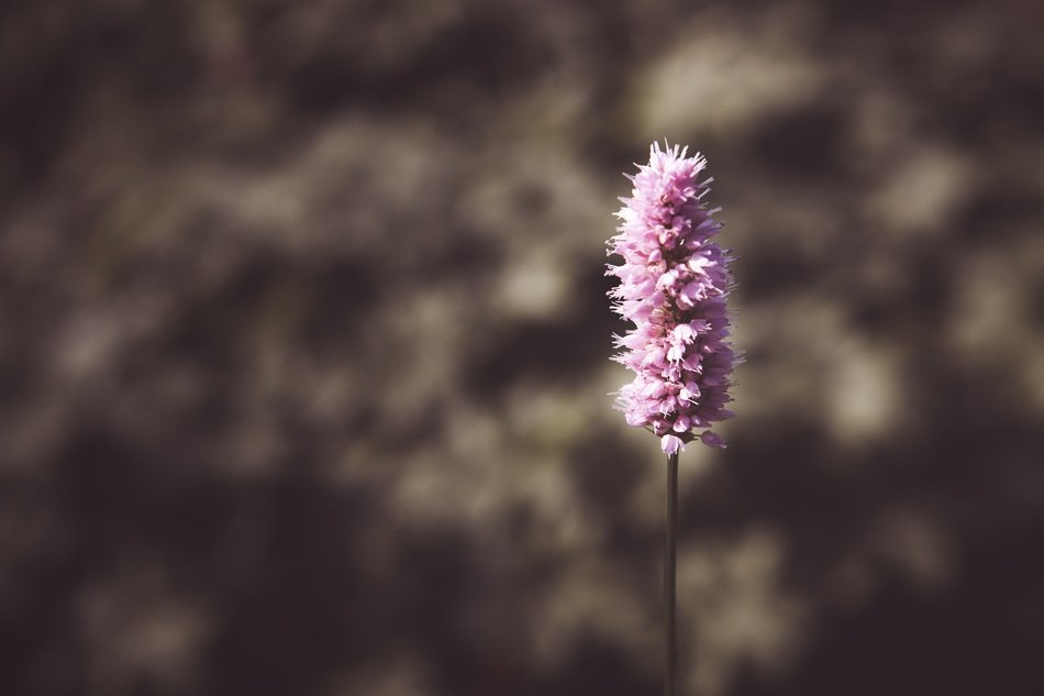 purple fluffy flower close-up