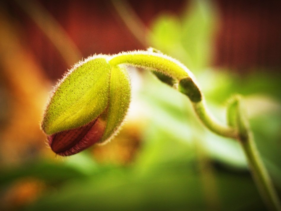 flower orchid bud