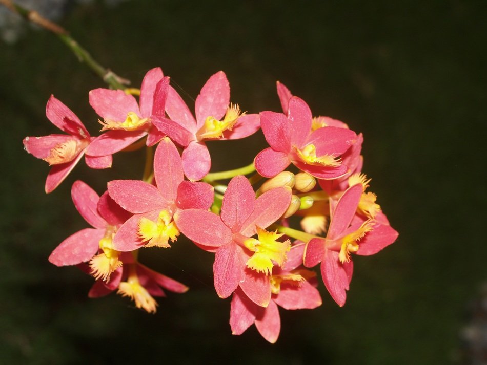 bright orchids under the bright sun