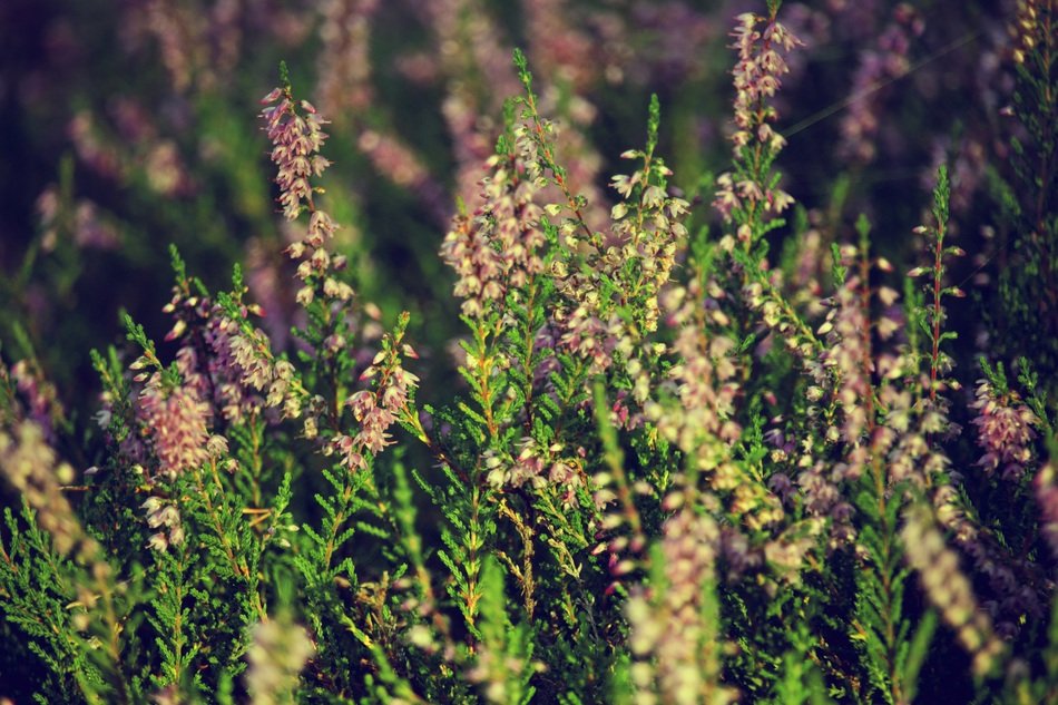 heather plant in the meadow close-up on blurred background