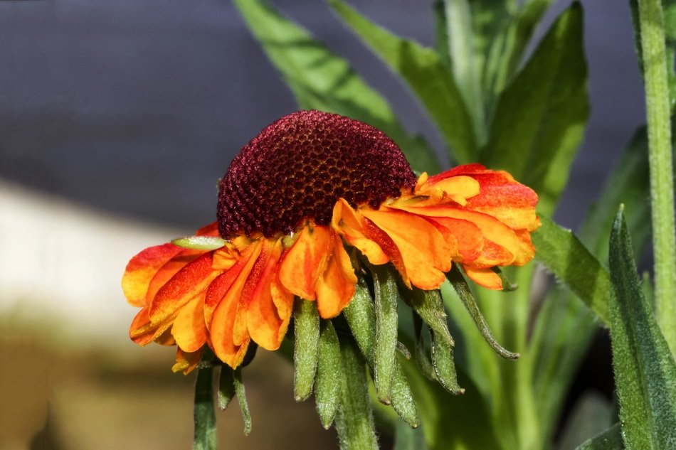 helenium flower in the garden