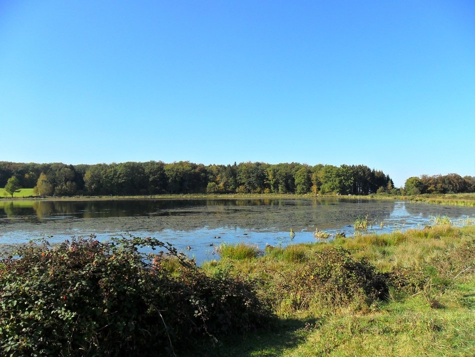 scenic marshland at sunny summer day