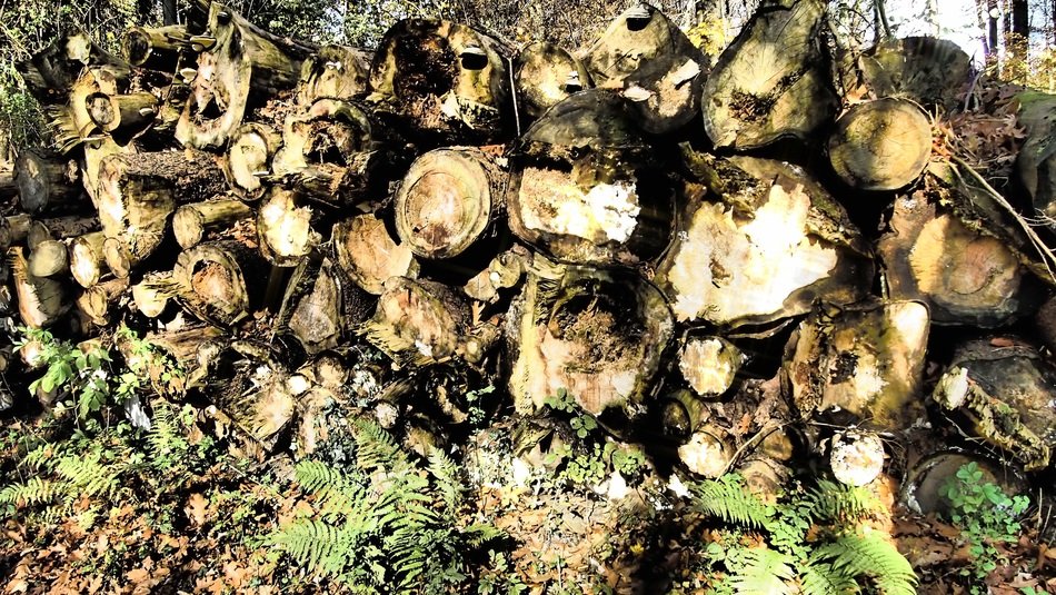 logs in the autumn forest close-up
