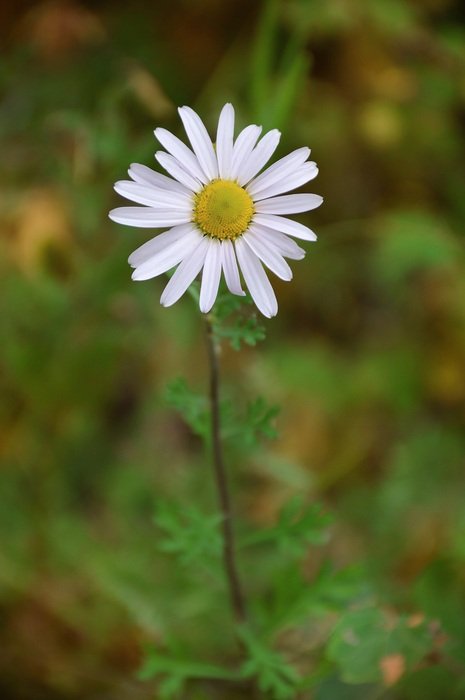 cute lonely daisy