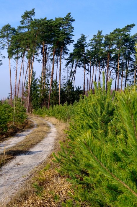 The Road In The Forest tranquil scene