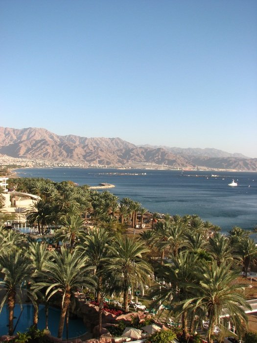 palm trees on the beach of the red sea