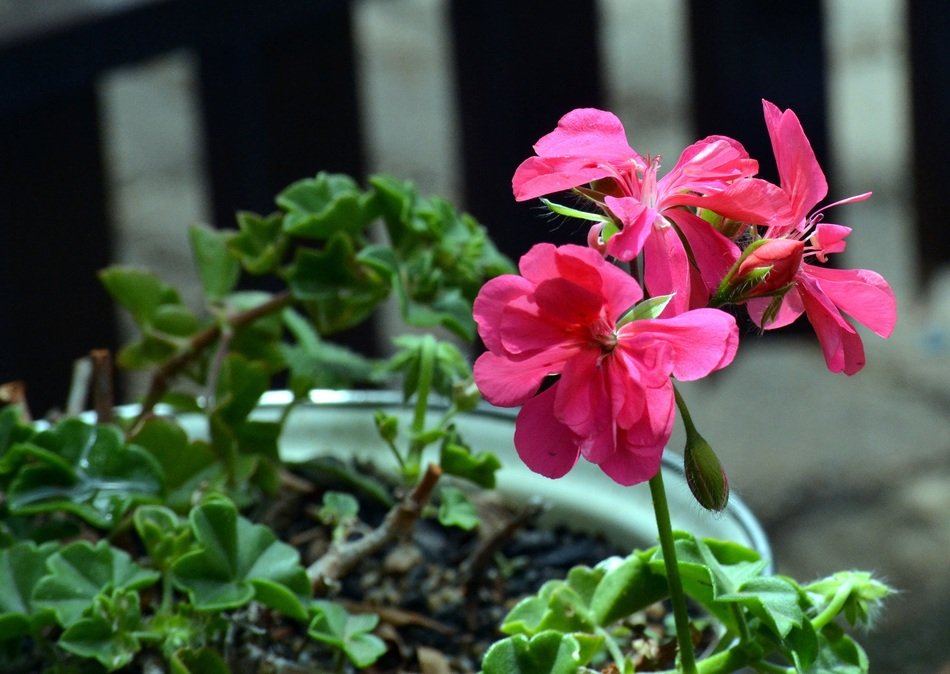 Geranium Garden Plant Blooming