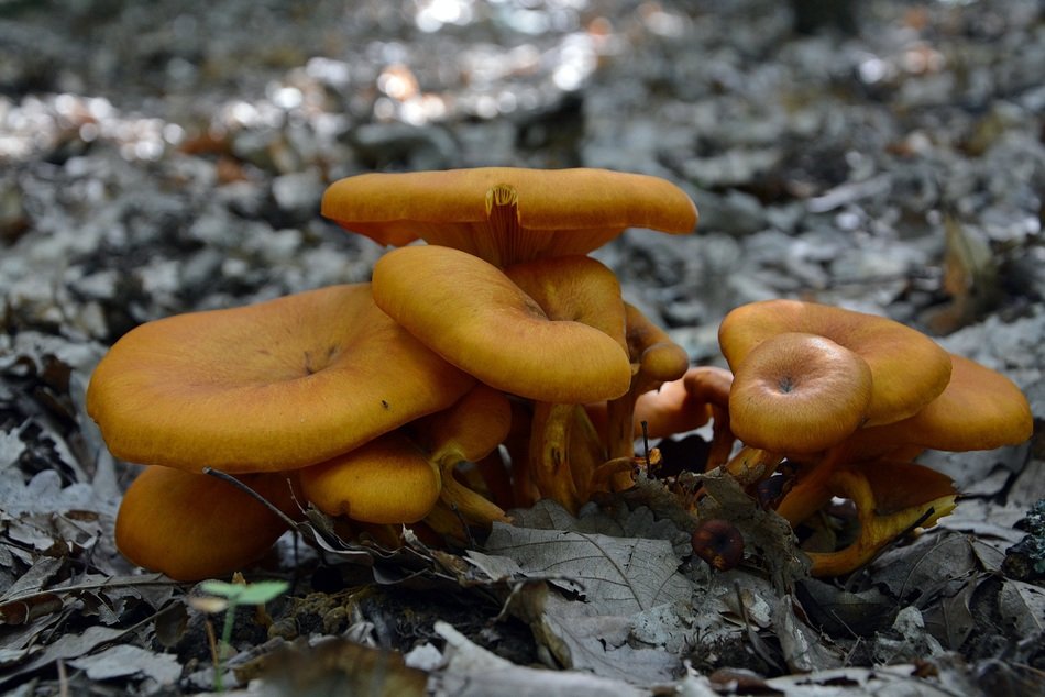 Orange fungi grows in the forest