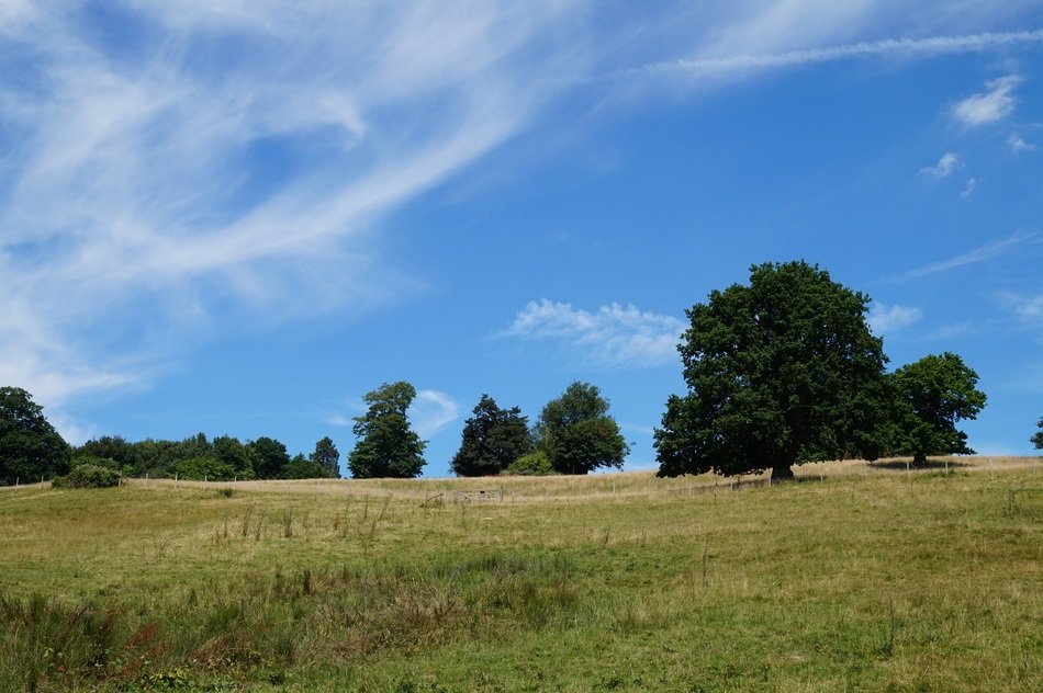 Landscape with the meadow in summer