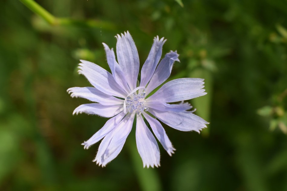 White Purple flower in nature