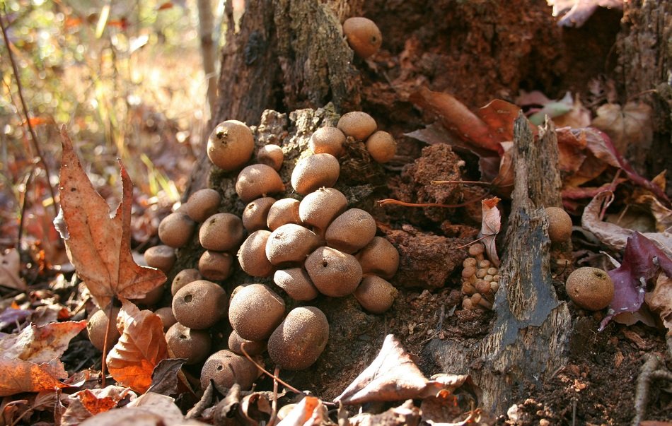 mushrooms fungus