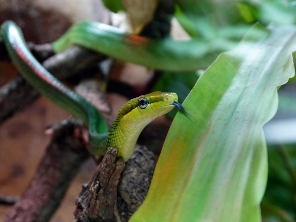 Snake Reptile Tongue