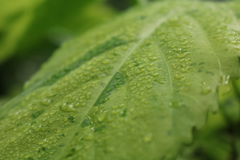 A lot of the drops of water on the green leaf