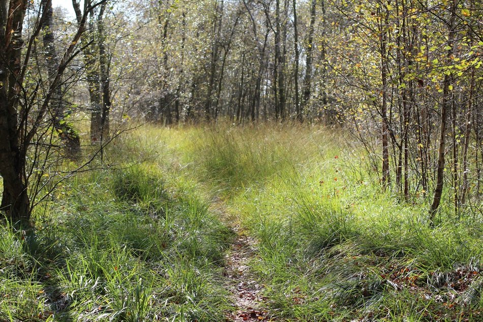 path through the glade in forest