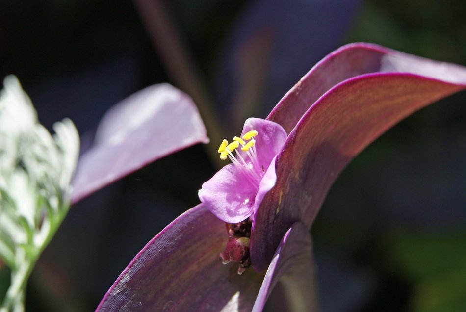 macro photo of Tradescantia Pallida or Wandering Jew flower