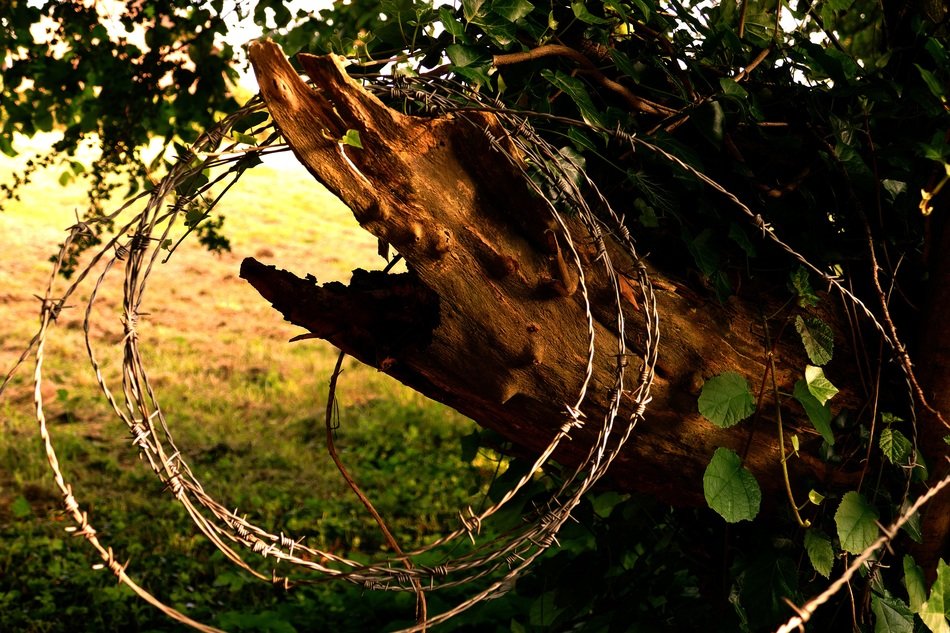 Barbed Wire on plant bark