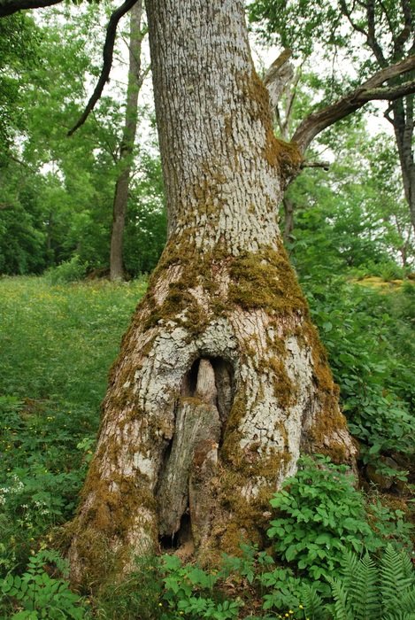 high old tree in Sweden