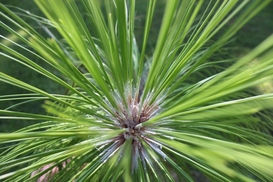 longleaf pine in macro