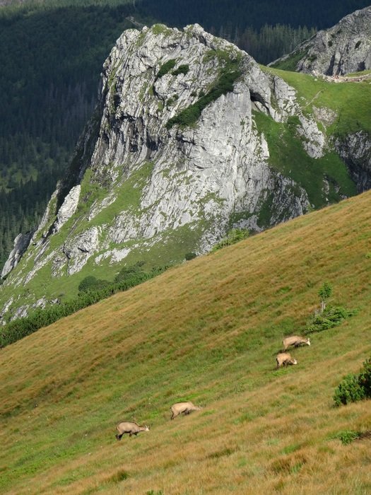 chamois on the meadow in tatras