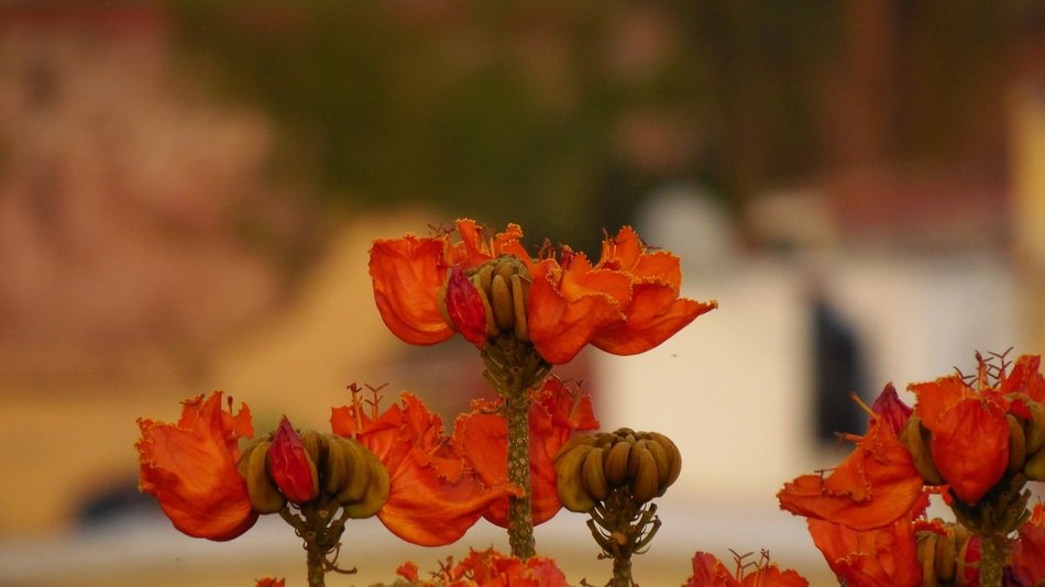 red plant in nature