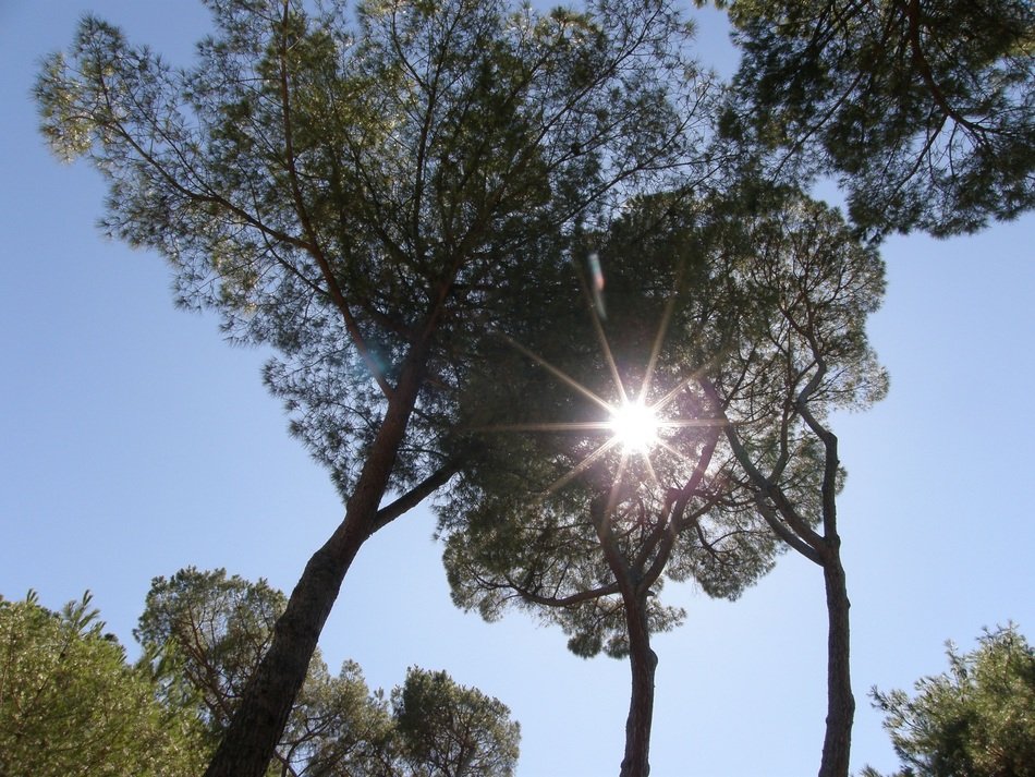 Sun Garden Nature