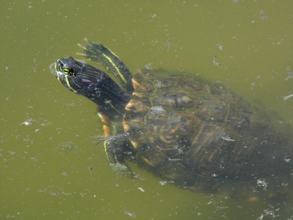 incredibly pretty Turtle
