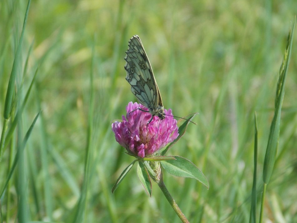 Butterfly Flower Grass Wings