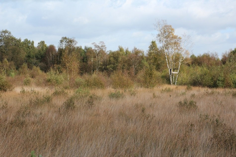 autumn meadow on the background of the forest