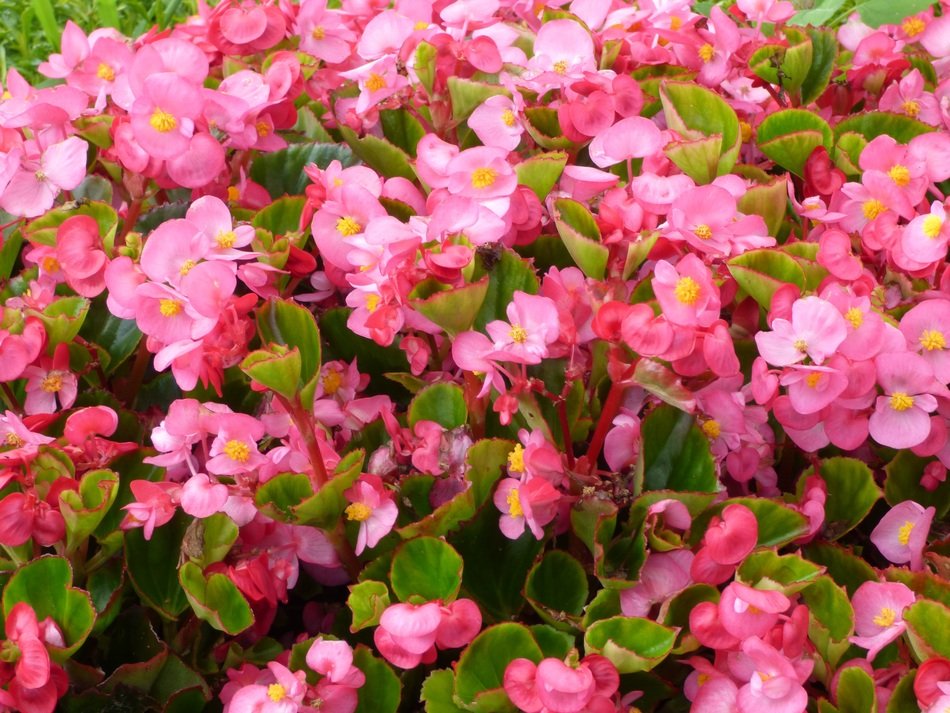 plant blooms with pink flowers