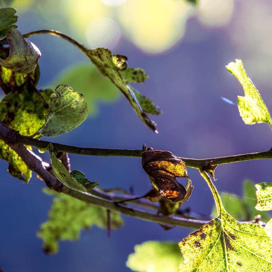 Leaves on the branches in autumn