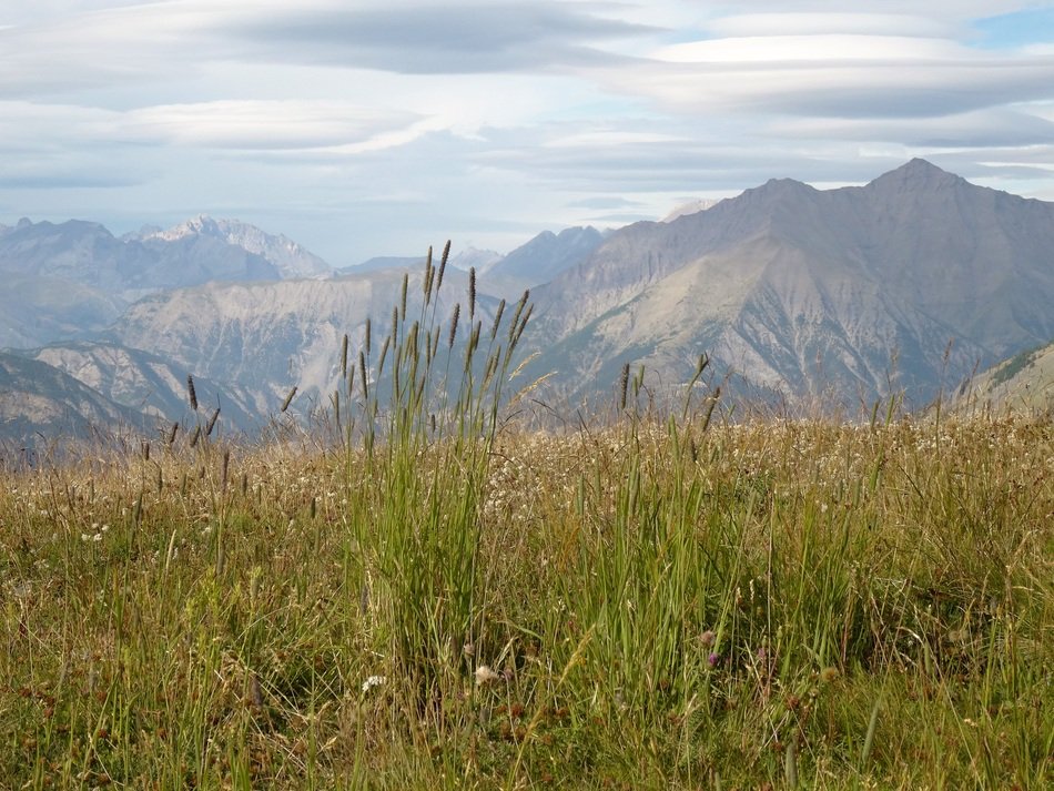 riot of grass in the southern alps