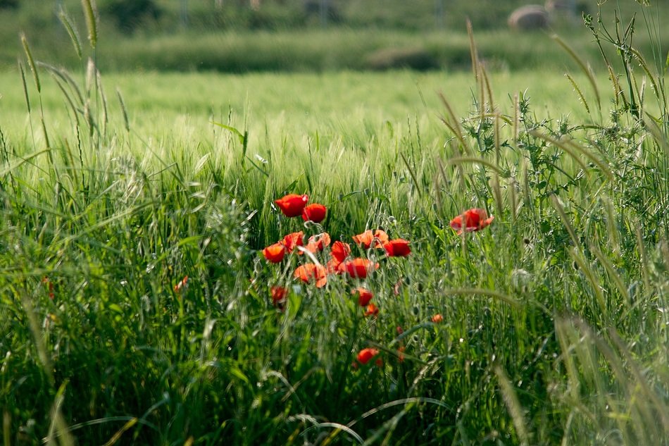 Red poppies and grass in summer